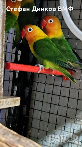 Неразделки , снимка 2 - Папагали - 52585903