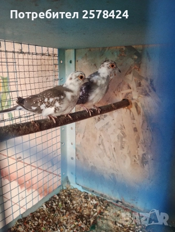 Продавам двойка млади диамантени гугутки 0879166611, снимка 3 - Други животни - 52742126