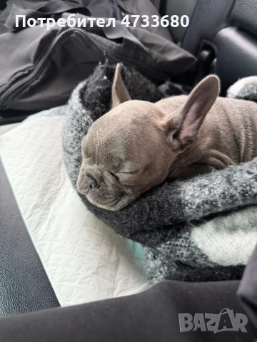 Френски булдог blue, снимка 2 - Френски булдог - 53423109
