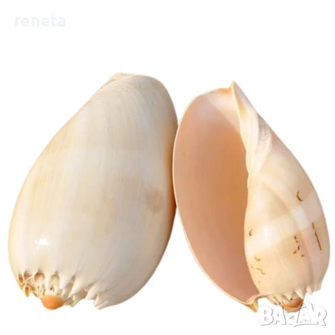 Раковина Snail Shell, Естествена, Натурален цвят, 15-17 см, снимка 1
