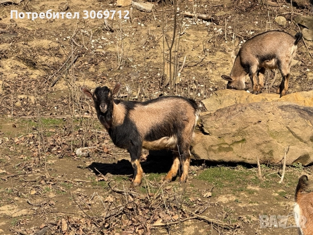 Мини холандски пръчлета, снимка 4 - Други животни - 52996529