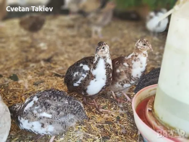 Пъдпъдъци женски и мъжки, млади и пронасящи , снимка 4 - Кокошки и пуйки - 47279310