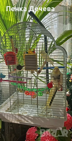 продавам два папагала със клетката.