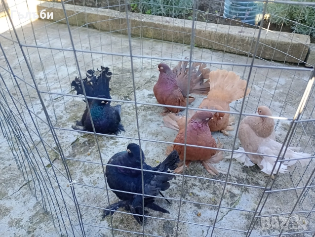 Ростовски гълъби , снимка 8 - Гълъби - 51955942