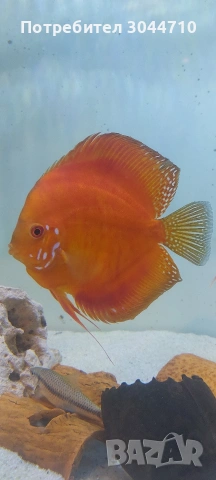 Дискуси чифт, снимка 2 - Рибки - 53170909