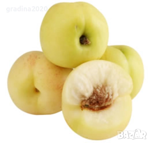 Бяла нектарина 