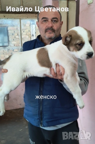 Алабай, снимка 3 - Алабай - 53396246