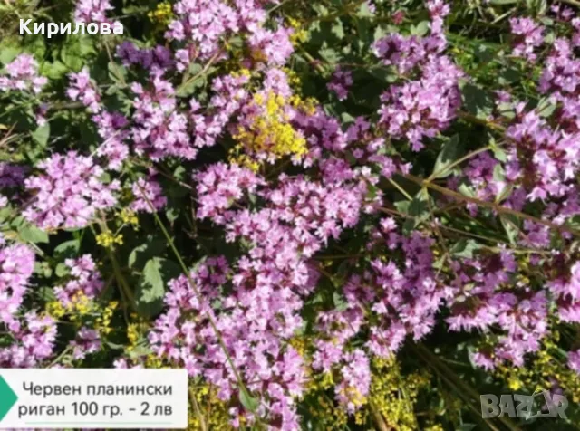 жълт кантарион, снимка 6 - Други - 50226262