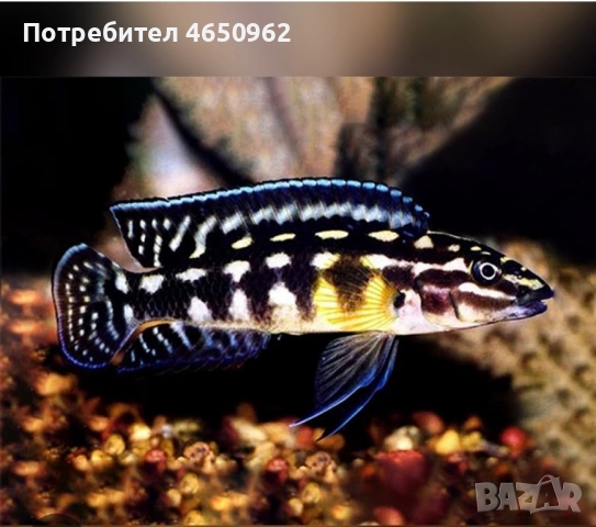 Аквариумни риби, африкански цихлиди от езерото Танганика, снимка 2 - Рибки - 52416463