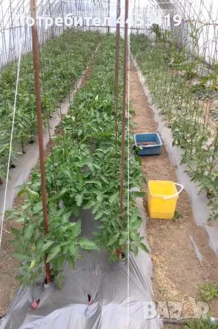 Червен калифорнийски червей , снимка 4 - Тор и почвени смеси - 50058064