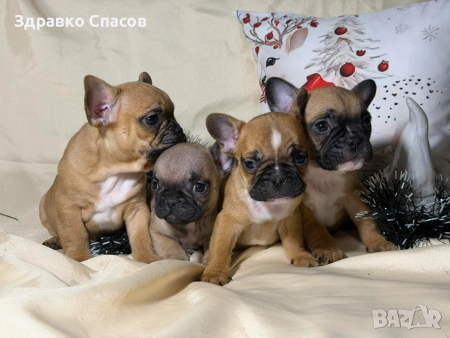 Френски булдог - бебета