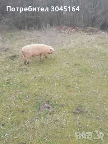 Продавам свободно отглеждани прасета за клане и майки прасета , снимка 2 - Прасета - 48487322