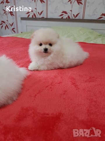 Померан померани померанчета, снимка 2 - Померан - 43700936