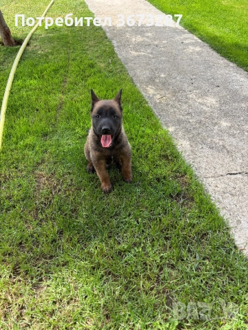 Белгйиска овчарка малинова, снимка 8 - Белгийска овчарка - 51650424