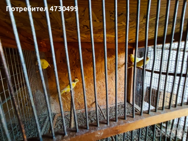 Канарчета -2025г.