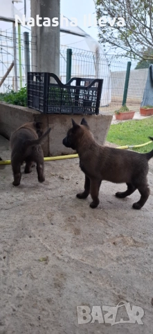  Белгийска овчарка малиноа , снимка 3 - Белгийска овчарка - 52859706