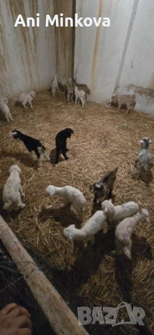 Продавам ярета на добра цена на няколко дни са, перфектен дамазлък за повече информация на посочения