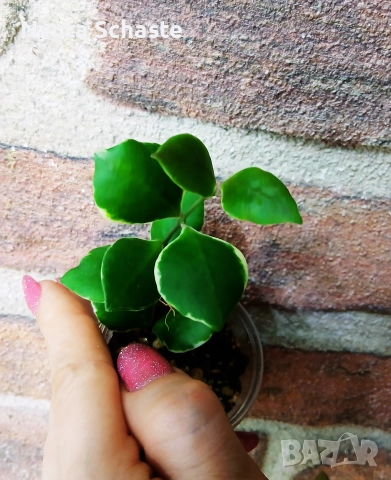 Хоя .Hoya heuschkeliana albomarginated , снимка 3 - Стайни растения - 52629984