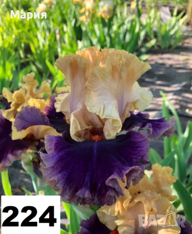 Сортови вискоки ириси /брадати ириси, снимка 14 - Градински цветя и растения - 51459213