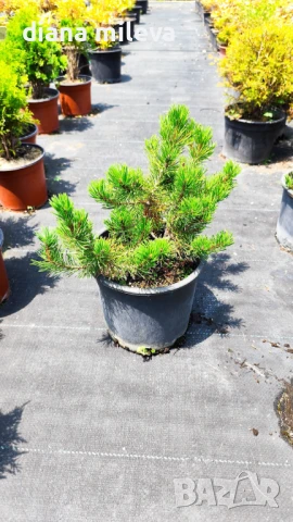  Pinus Mugo Mughus, Клек, снимка 10 - Градински цветя и растения - 40696492