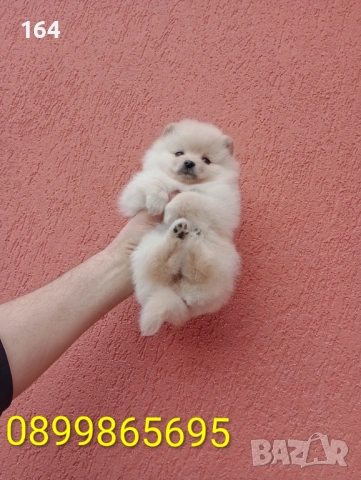 Момичета. Померани., снимка 4 - Померан - 53524180