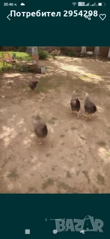 Катунски кокошки - разплодни яйца, снимка 7 - други­ - 49318643