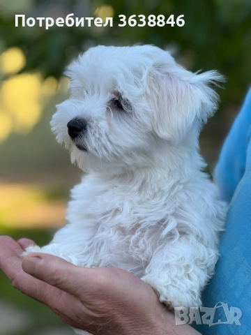 Мини малтийски болонки, снимка 4 - Болонка - 51562885