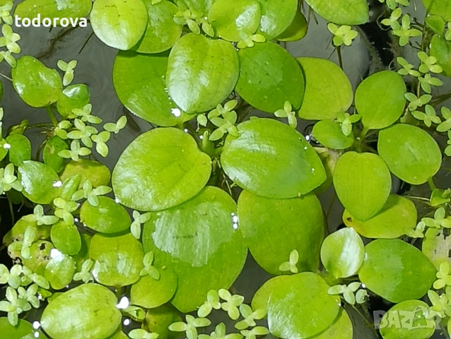 Аквариумни растения- последни бройки на намалени цени , снимка 3 - Аквариуми - 53526216