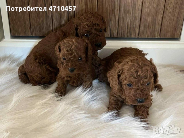  Пудел той момченца и момиченца, снимка 3 - Пудели - 53118261