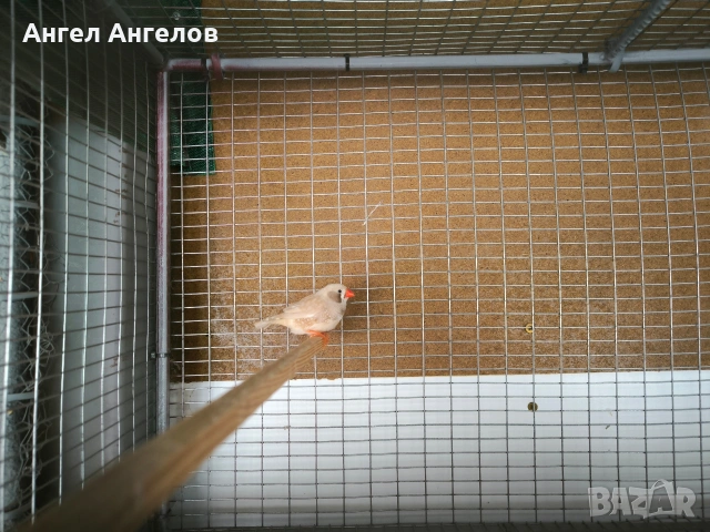 ПРОМОЦИЯ !!!зеброви амадини , снимка 7 - Амадини - 53243397