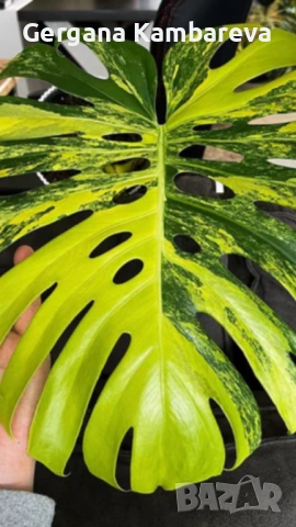 Monstera Marmorata Tricolor , снимка 2 - Стайни растения - 53383328