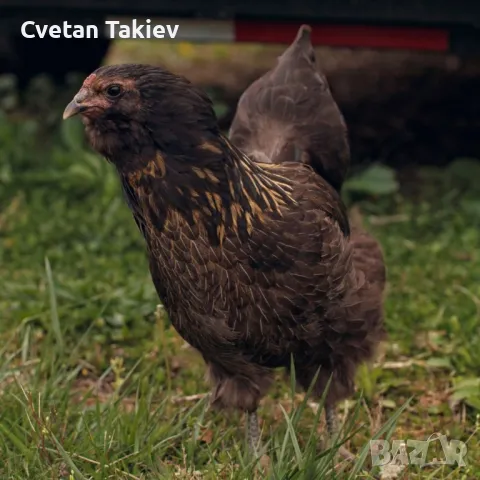 Яйца от Амераукана и Араукана , снимка 4 - Кокошки и пуйки - 49225762