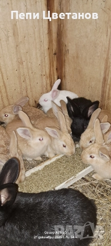 Продавам зайчета, снимка 2 - Други животни - 52867641