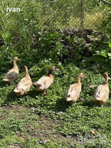 Каки кембъл , снимка 3 - Патици и гъски - 51004337