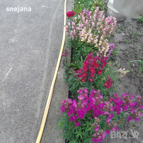 Расад, тагетис ,кученца , снимка 2 - Разсади - 50482774