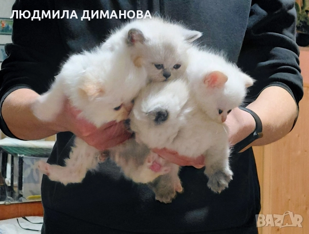 Персийски и екзотични със сини очи. , снимка 2 - Персийска - 52691380