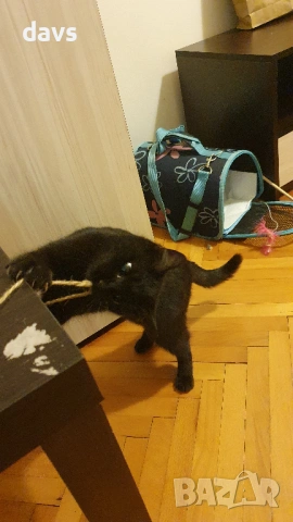 Приемен / постоянен Дом за Черна принцеса, снимка 5 - Други - 53331492