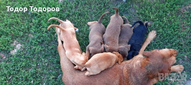 Гонче 9 броя ПОДАРЯВАТ СЕ, снимка 1