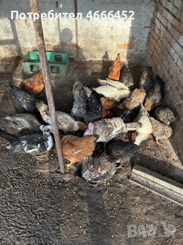 Продавам патици и кокошки, снимка 2 - Кокошки и пуйки - 52622374