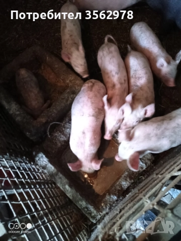 прасенца , снимка 4 - Прасета - 52020221
