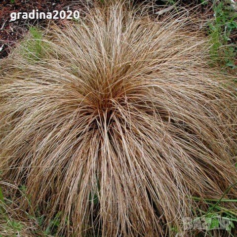 Карекс - Декоративна трева, снимка 2 - Градински цветя и растения - 30071691