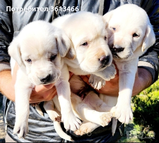 Лабрадор ретривър бели женски