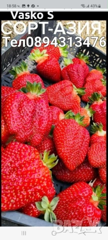 Ягоди, снимка 12 - Градински цветя и растения - 53472392