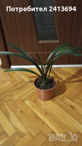 кливия голяма, снимка 2 - Стайни растения - 53159790