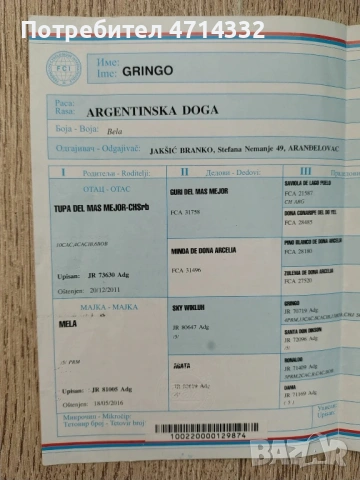 Продавам мъжки и женски кученца, снимка 6 - Дого аржентино - 53163193