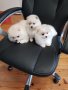 Померани померан померанчета, снимка 4