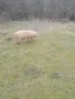 Продавам свободно отглеждани прасета за клане и майки прасета , снимка 2