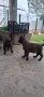  Белгийска овчарка малиноа , снимка 3