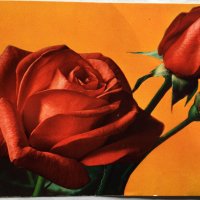 Картички рози, снимка 2 - Филателия - 28915077