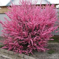 Японска Слива-(Prunus triloba)Промоция!!!, снимка 1 - Градински цветя и растения - 32561514